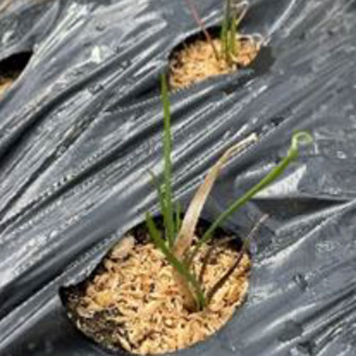 令和7年11月号　北斗わかば介護施設　ニュースレター